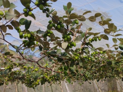 Trồng trong nhà lưới cho táo ngon, Hội Nông dân Bình Thuận giải ngân 500 triệu đồng vốn cho nông dân