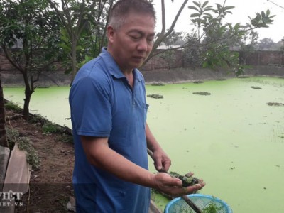 Thái Nguyên: Ông công an về hưu, rảnh rỗi nuôi con chỉ ăn bèo, tưởng nuôi cho vui ai dè kiếm bộn tiền