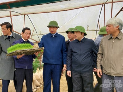 Thanh Hóa kiểm tra chống rét cho mạ xuân