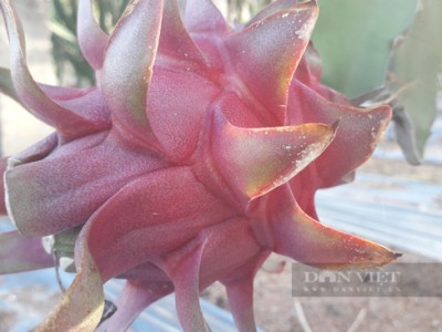 Thái Nguyên: Trồng 2.000 cây 