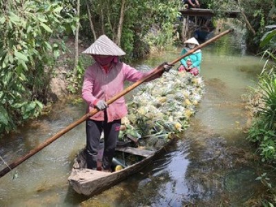 Đây là thứ quả ngon đang mang tiền tỷ về cho nông dân Tiền Giang, bẻ trái đến đâu thương lái khuân đi hết
