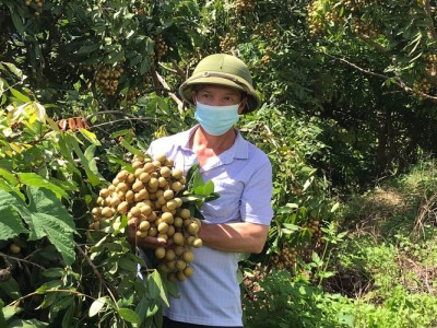 Tin vui cho quả nhãn: Nhật Bản sẽ chính thức mở cửa thị trường nhập khẩu trong tháng 11