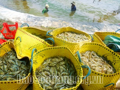Vì sao chỉ những nông dân, doanh nghiệp nuôi tôm đạt cỡ lớn ở Sóc Trăng thì mới có lời?