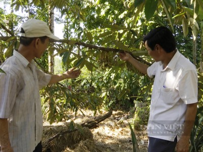 Quảng Nam: Nông dân vùng thủ phủ cây ăn quả chia sẻ kinh nghiệm làm vườn cho thu nhập trăm triệu
