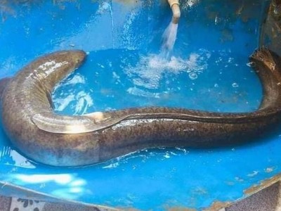 Ở miền tây xứ Nghệ có loại cá dài tới cả mét, nặng hàng yến, giá cực đắt mà đại gia vẫn vung tiền mua