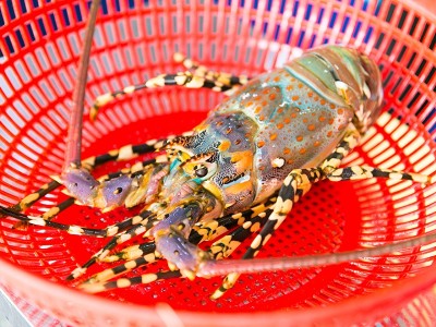 Bảo hộ chỉ dẫn địa lý “Phú Yên” cho tôm hùm bông