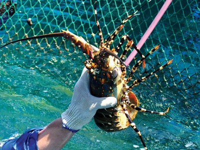 Nâng cao năng suất tôm hùm lồng