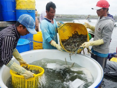 Tôm nuôi các cỡ vẫn đang tăng giá ở khu vực ĐBSCL, nỗi lo nhất của ngành tôm từ nay đến cuối năm là gì?