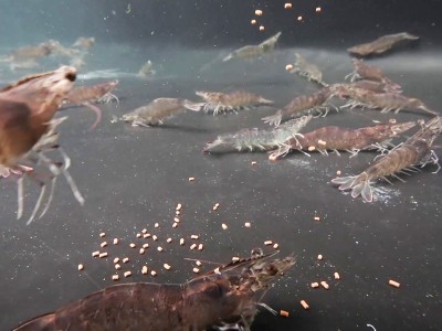 Triển vọng từ protein thủy phân trong thức ăn tôm thẻ