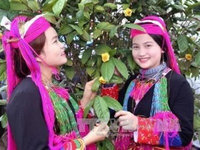 Trồng thứ cây quý bán lá, bán hoa mà dân ở nơi này của Quảng Ninh thu hàng chục tỷ đồng