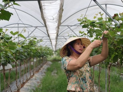 Từ đồng hoang thành nông trại trù phú
