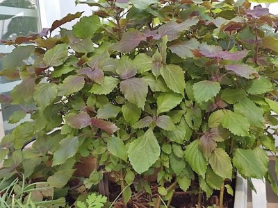 Trồng loại rau không cần chăm cũng lớn, 3 nghìn một mớ ở chợ Việt xuất sang Nhật đếm lá ra tiền