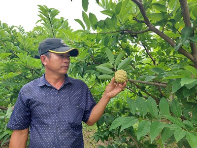 Đem thứ cây ra trái nhiều mắt trồng trên đất đồi gò, nông dân Bình Định bất ngờ trúng lớn