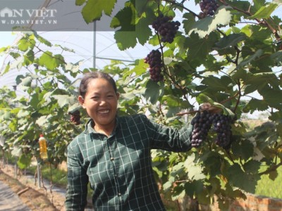Trồng thử nho “siêu trái” thấy siêu trái quá trời, nhiều nông dân Đan Phượng rủ nhau trồng cây làm giàu