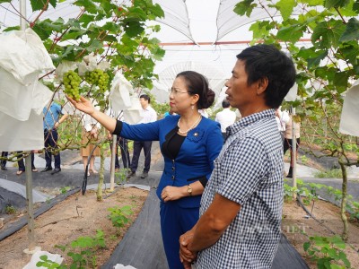 Trồng nho công nghệ Nhật Bản, trồng bưởi VietGAP, xã này của Hà Nam có nhiều tỷ phú, triệu phú nông dân