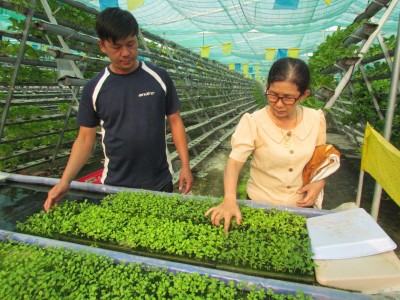 Trồng thứ rau công nghệ cao, ấy thế mà anh nông dân Tây Ninh hễ bán là hết sạch, lại được giá hời