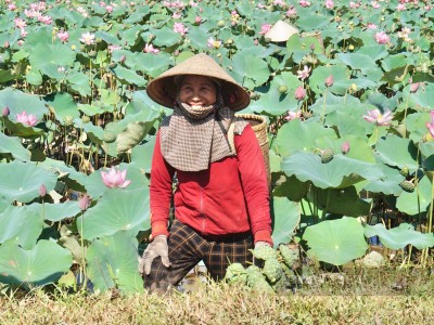 Trồng thứ cây tới vụ cứ 3 ngày lại bẻ đài, nông dân Quảng Nam lãi gấp 4-5 lần trồng lúa