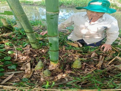 Ông nông dân Hậu Giang trồng tre kiểu gì mà măng mọc la liệt, hễ cắt là bán hết sạch?