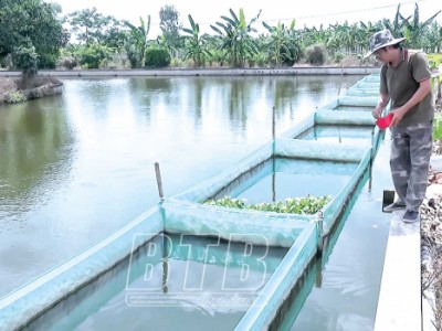 Thái Bình: Nuôi cá rô đồng dày đặc trong ao, bắt bán hàng tấn, một nông dân thành tỷ phú