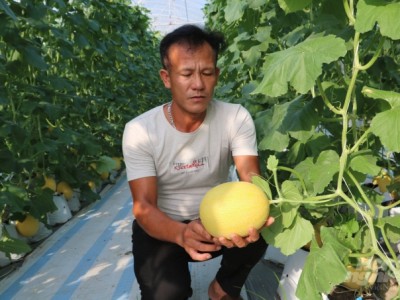 Ứng dụng công nghệ cao trồng dưa lưới, dưa vàng