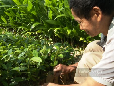 Một ông nông dân Quảng Nam thu hàng trăm triệu với mô hình làm giàu là ươm cây giống