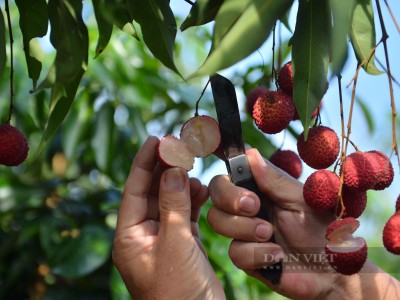 Vải thiều không hạt giá bán cao đã được Trung Quốc lai tạo như thế nào?