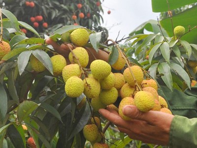 Vải thiều đầu mùa được giá