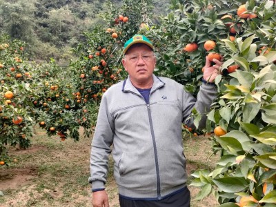 Lạng Sơn: Thử nghiệm trồng cam hữu cơ, học cách chế biến thạch đen, nhà nông 