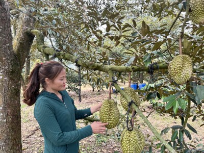 Bí quyết trồng sầu riêng cây nào cũng chi chít quả của chị nông dân Đắk Lắk, thương lái thích mua