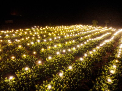 Vườn nhãn trái vụ sáng lung linh, huyền ảo, mấy tháng sau nông dân Bà Rịa-Vũng Tàu bất ngờ trúng đậm