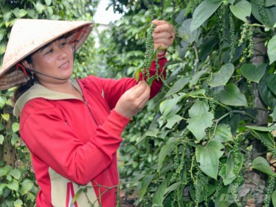 Bí quyết tạo vườn tiêu hữu cơ, năng suất cao