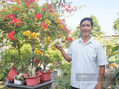 Vườn trồng cây cảnh ai đi ngang qua cũng trầm trồ hỏi mua, ông nông dân Quảng Nam làm không hết việc