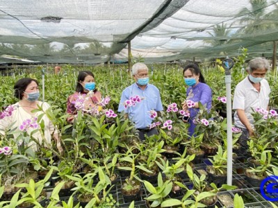 Trồng loài hoa gì quý phái, hoa tuôn như suối, bán giá bình dân, nông dân miền Tây này thu tiền tỷ?