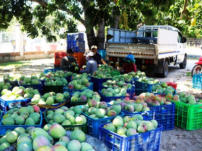 Mùa xoài ảm đạm