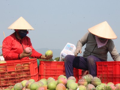 Xoài Úc rớt giá cái bịch, bán rẻ mạt, nông dân Khánh Hòa hái bán cho vui chứ lời lãi gì tầm này