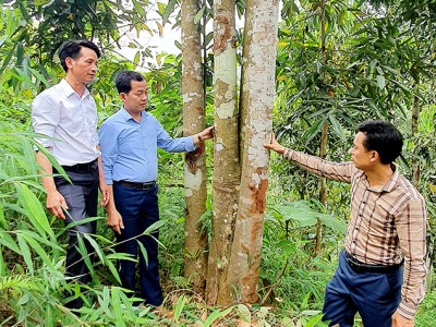 Một xã ở Yên Bái chỉ trồng thứ cây bán từ lá đến vỏ mà thu 23 tỷ/năm, nhà nhà khá giả